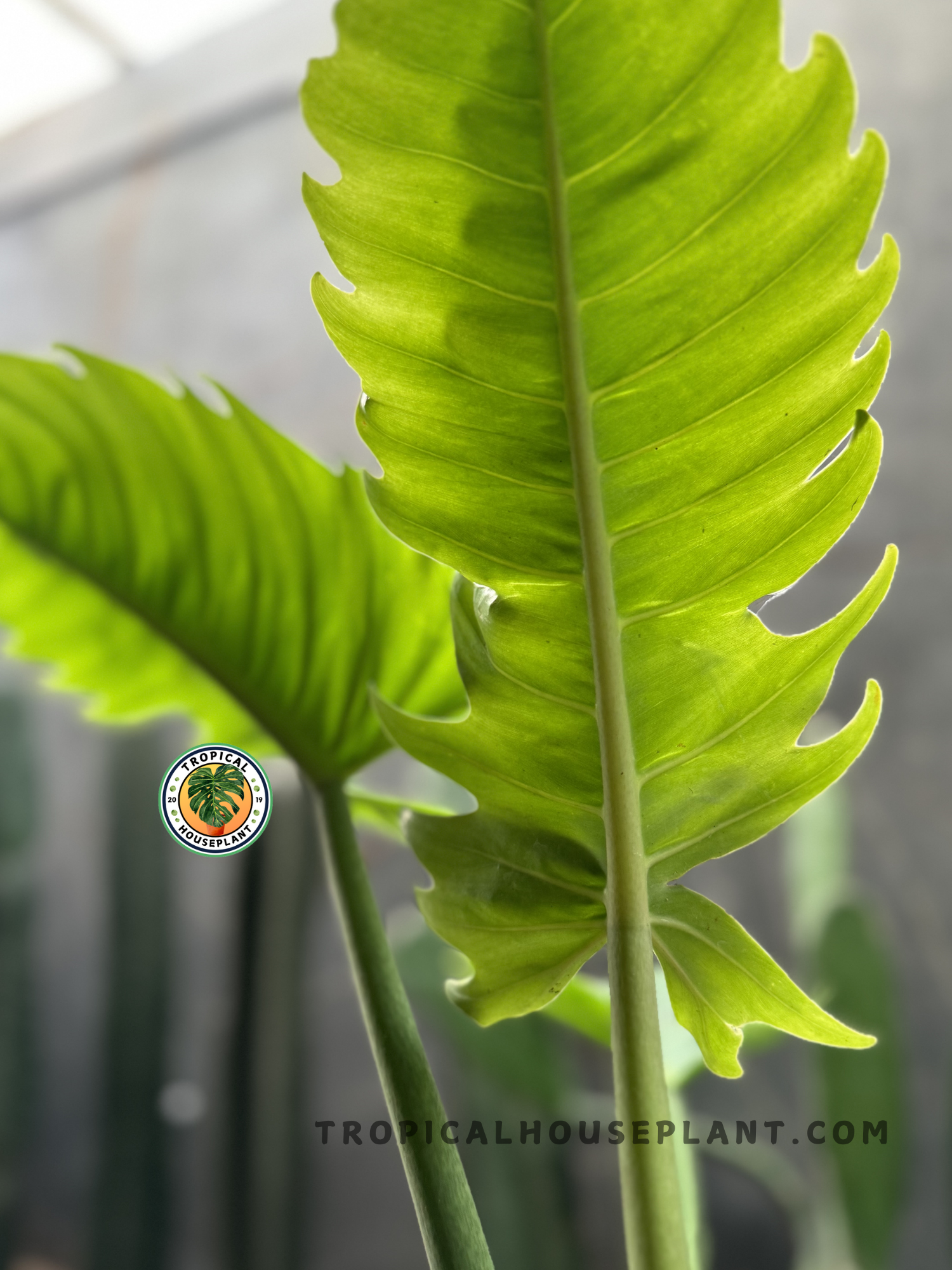 Potted Philodendron Green Saw displaying its structured foliage and vibrant green color.