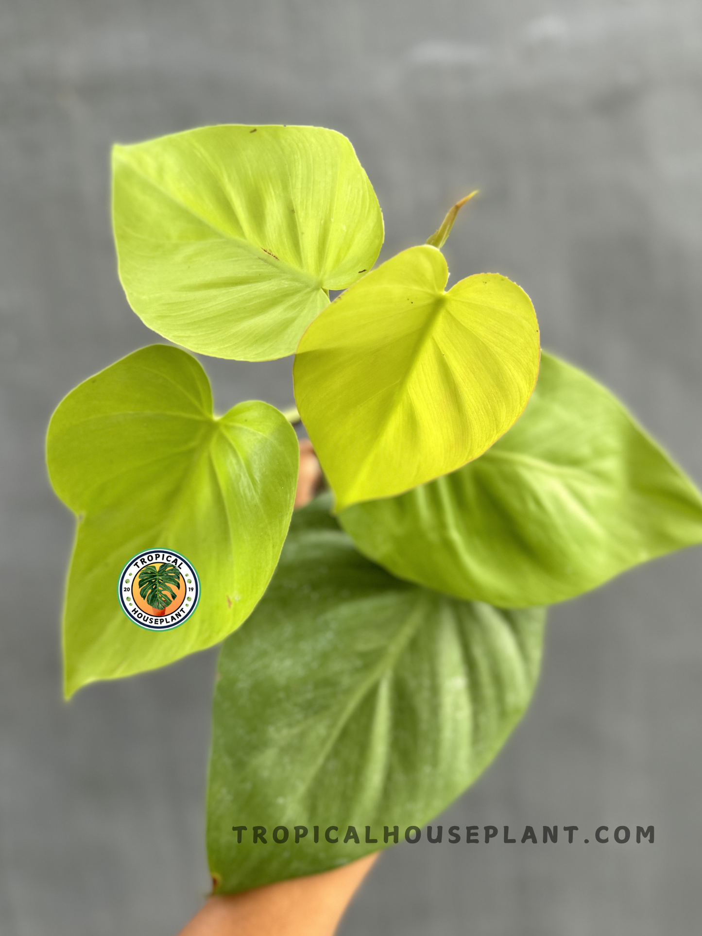 Philodendron Hederaceum Lemon Large held by hand, displaying its vibrant lemon-green heart-shaped leaves.