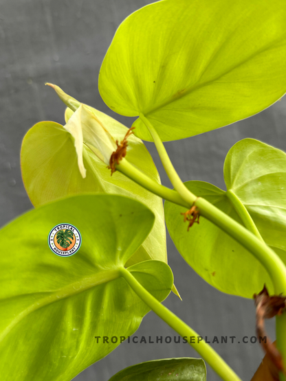 Back view of Philodendron Hederaceum Lemon Large highlighting the smooth texture and bold color of its foliage.