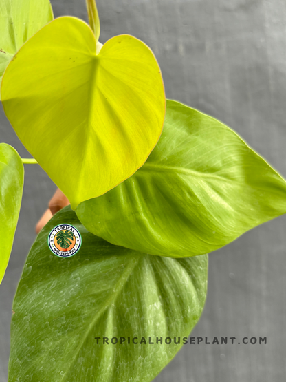 Detailed close-up of Philodendron Hederaceum Lemon Large’s bright and lush lemon-green leaves.