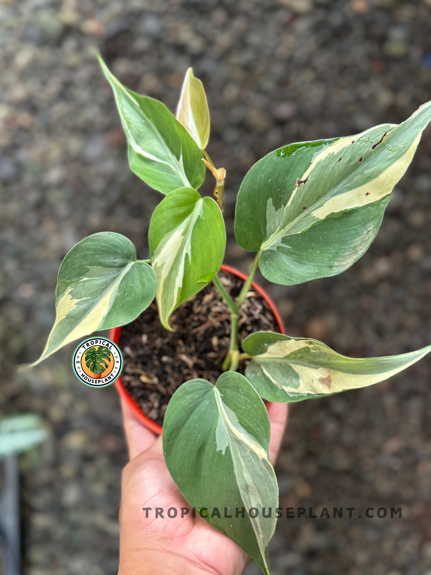 Close-up of a hand holding a Philodendron Rio pot, showcasing cream-variegated heart-shaped leaves with smooth texture.
