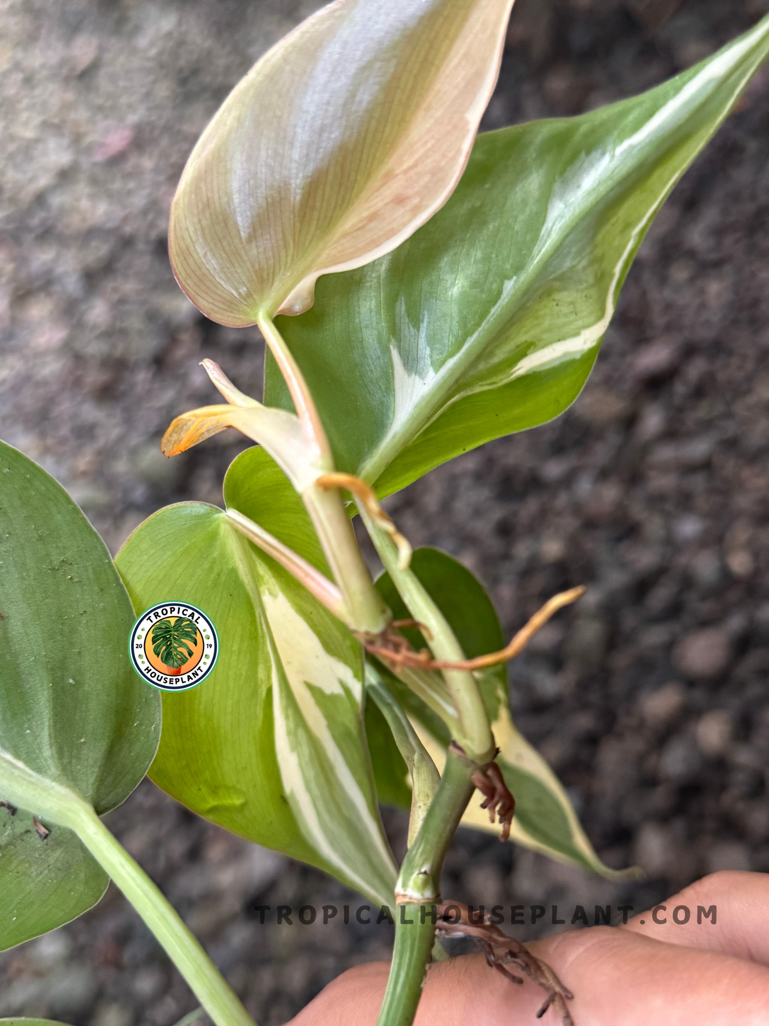 Top view of a mature Philodendron Rio plant with a symmetrical spread of variegated foliage in green, white, and cream.