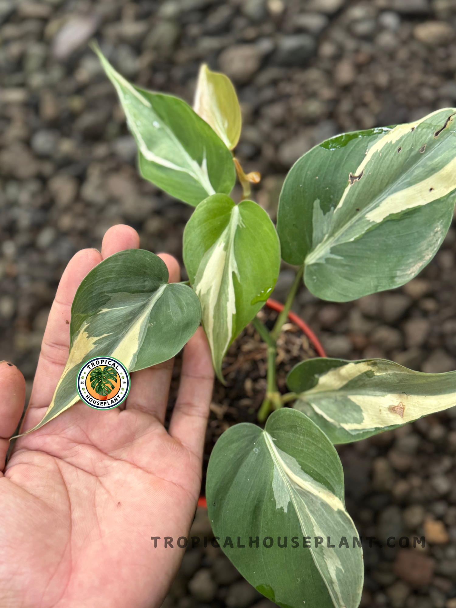 Side angle of new growth and aerial roots on a Philodendron Rio stem with variegated patterns.
