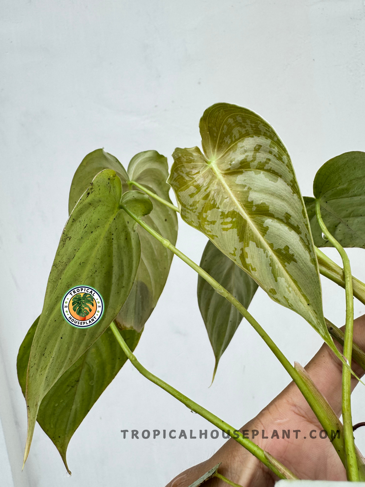 Close-up of Philodendron Hybrid Brandtianum X McDowell showing velvety silver patches on olive-green, heart-shaped leaves.