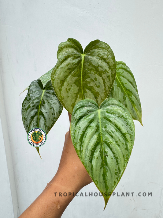 Front-facing shot of a well-established Philodendron Hybrid Brandtianum X McDowell with large, defined heart-shaped leaves featuring mottled variegation.