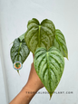 Front-facing shot of a well-established Philodendron Hybrid Brandtianum X McDowell with large, defined heart-shaped leaves featuring mottled variegation.