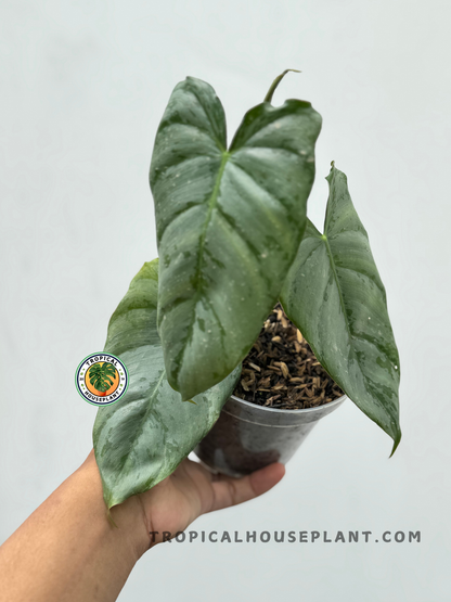 Close-up of Philodendron Hybrid Brandtianum X Paraiso Verde showing deep green, silver-dusted heart-shaped leaves in a hand-held nursery pot.