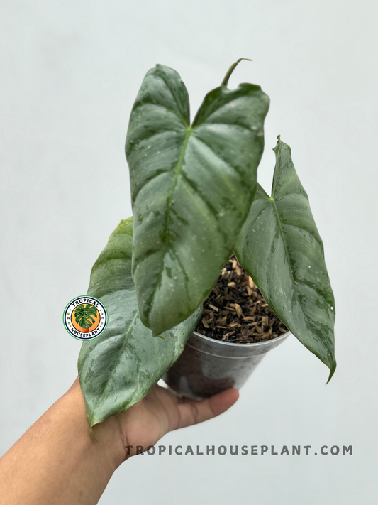 Close-up of Philodendron Hybrid Brandtianum X Paraiso Verde showing deep green, silver-dusted heart-shaped leaves in a hand-held nursery pot.