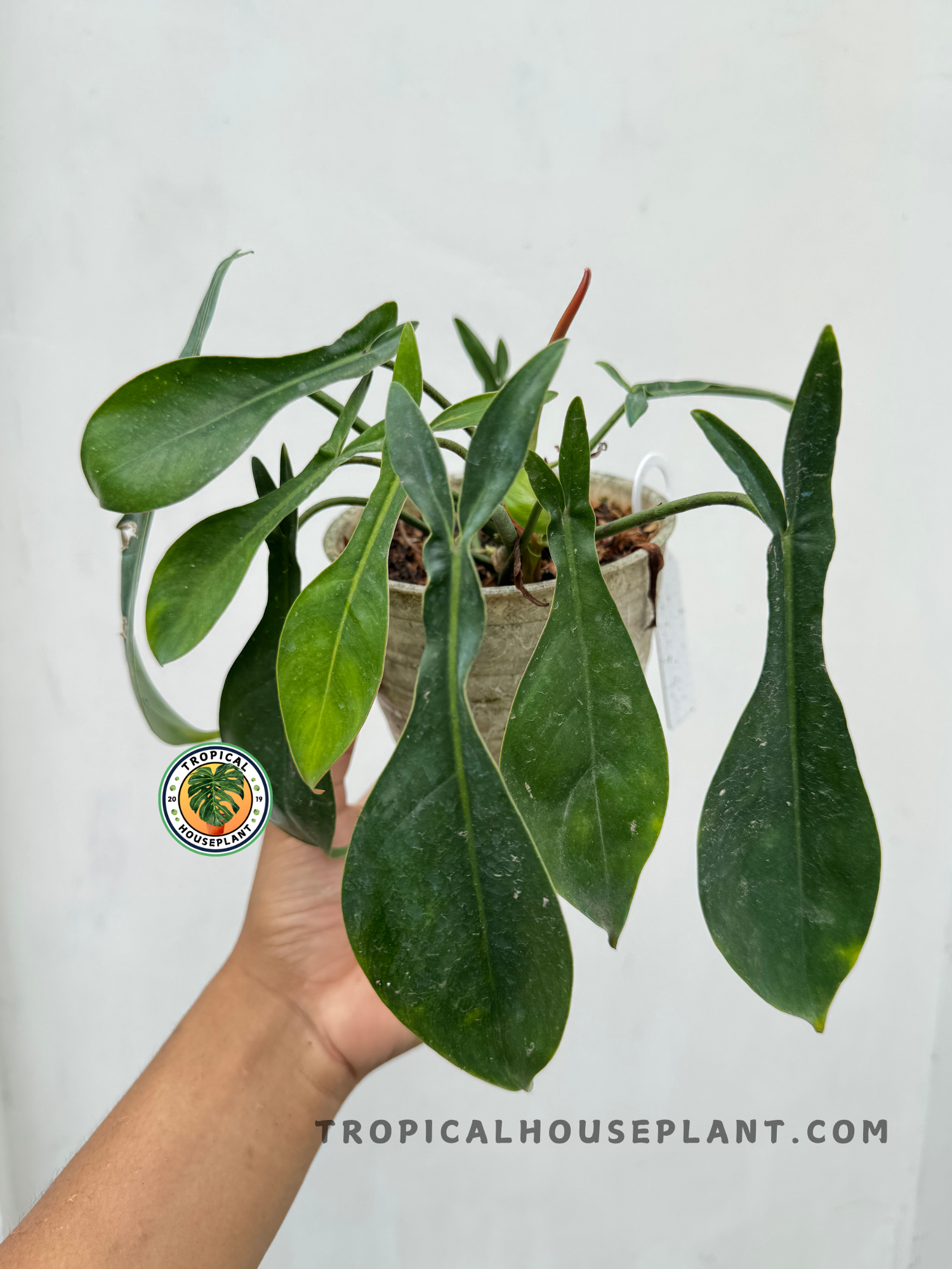 Close-up of Philodendron Hybrid Code 69686 X Florida Ghost leaves with smooth dark green texture and hanging growth habit in a handmade pot