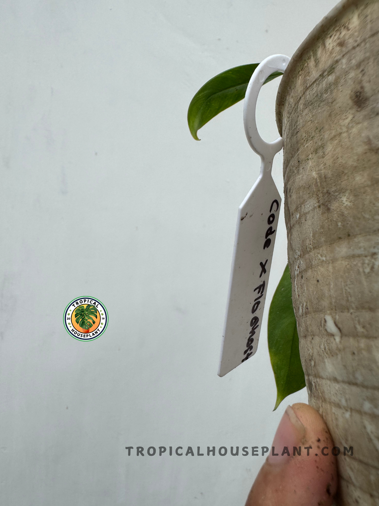 Side view showing a white label marked with “Code X Flo Ghost” hanging on the edge of a rustic concrete planter