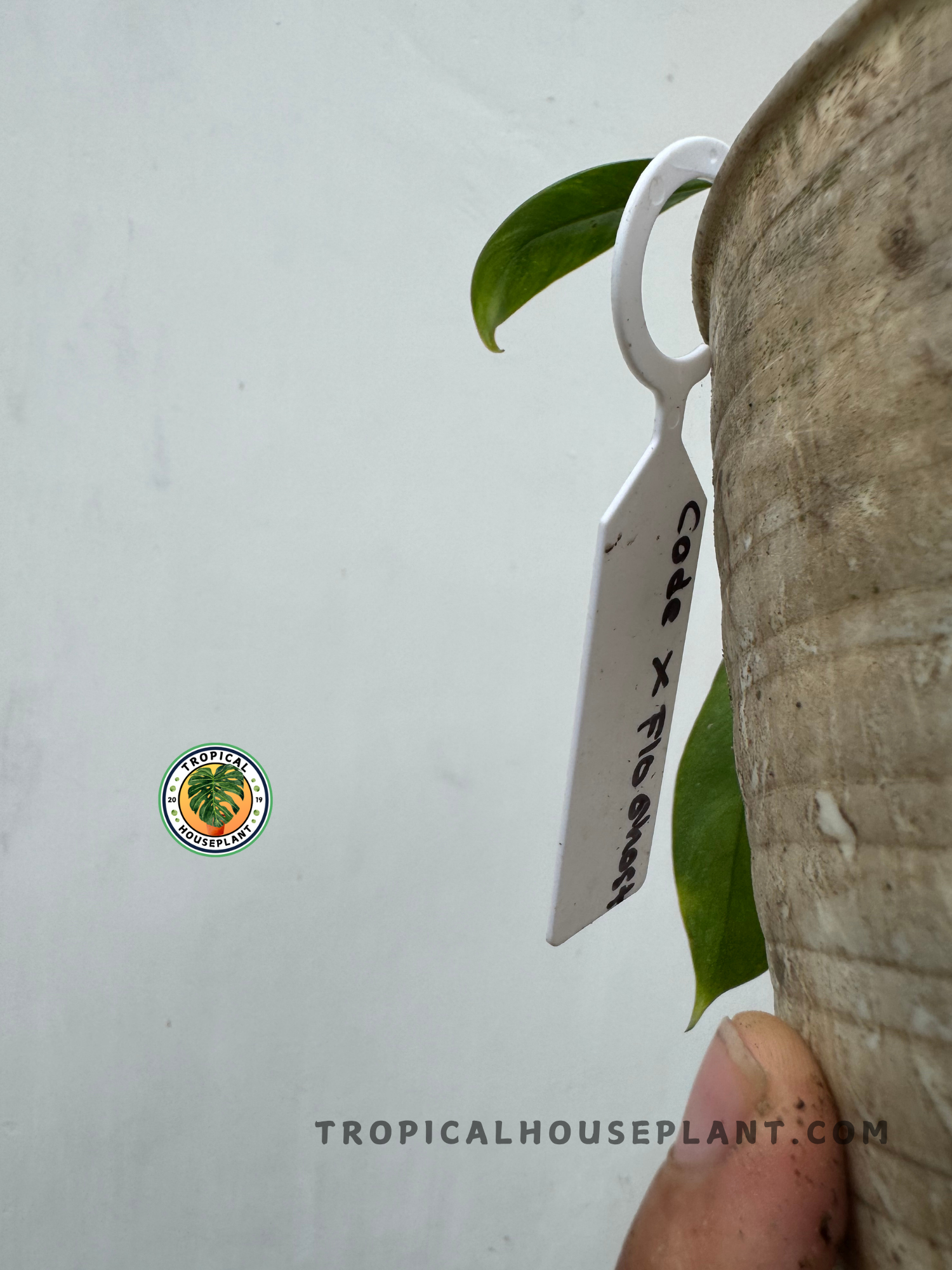 Side view showing a white label marked with “Code X Flo Ghost” hanging on the edge of a rustic concrete planter
