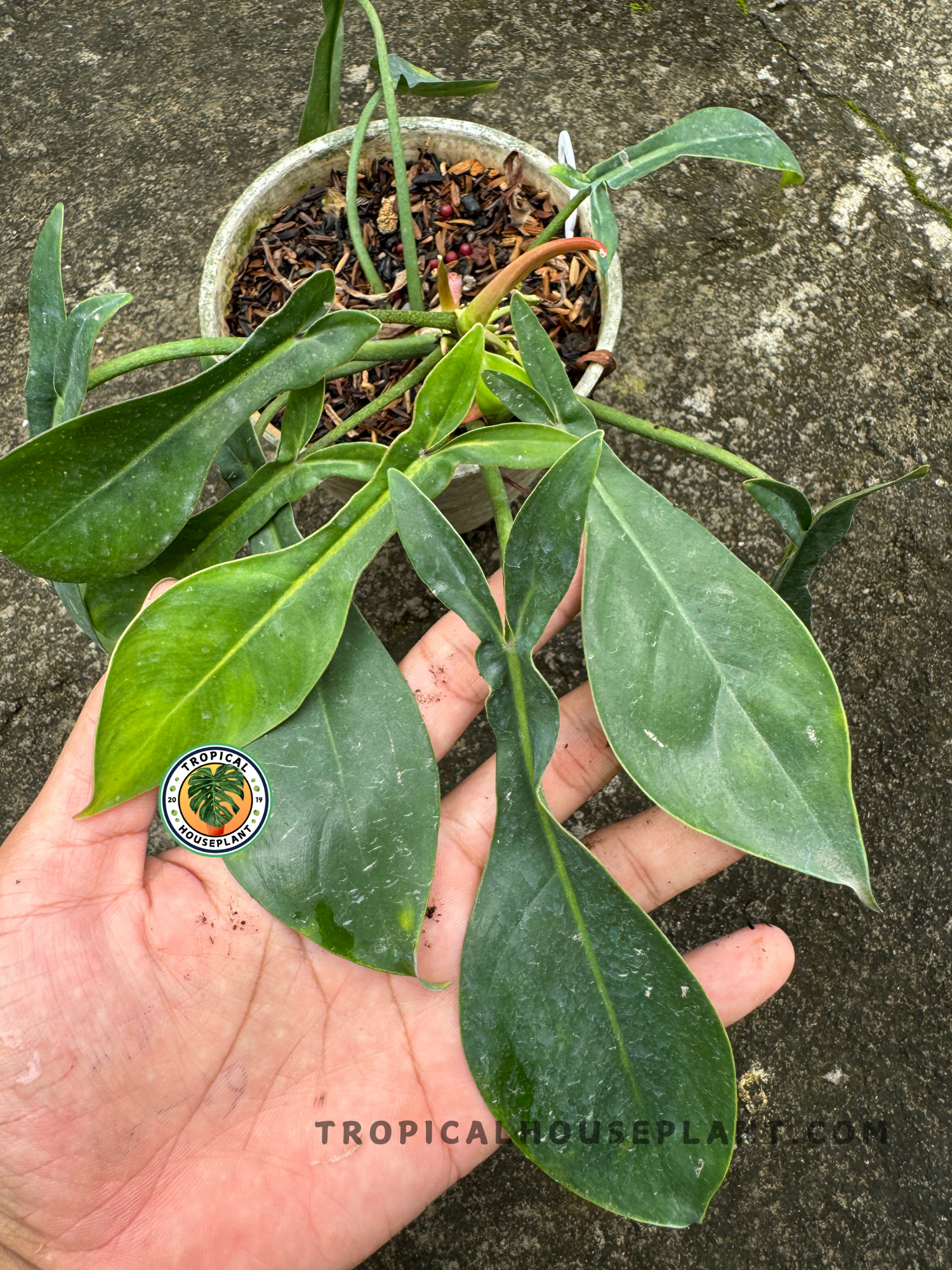 philodendron florida ghost hybrid Philodendron Hybrid Code 69686 X Florida Ghost – Tropical Houseplant