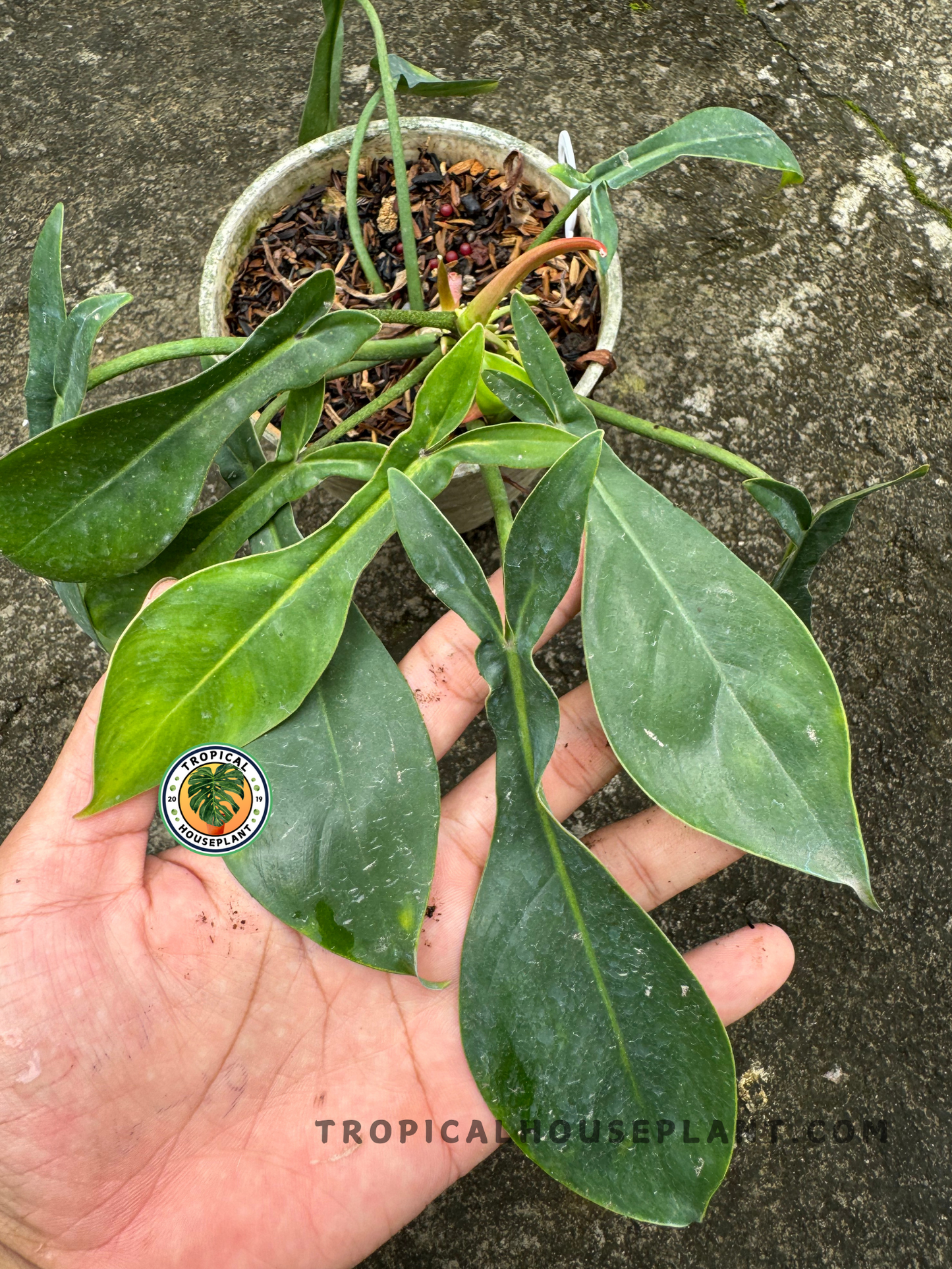 Spread-out foliage resting over a hand, revealing the unique paddle-like leaves with varying green shades