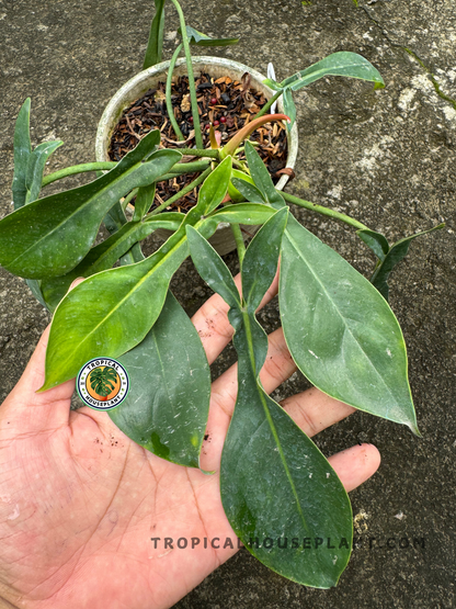 Spread-out foliage resting over a hand, revealing the unique paddle-like leaves with varying green shades