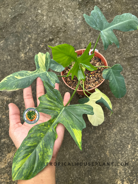 Close-up of Philodendron Hybrid Florida Beauty X Mayoi leaf showing marbled yellow-green variegation and distinct lobed shape.