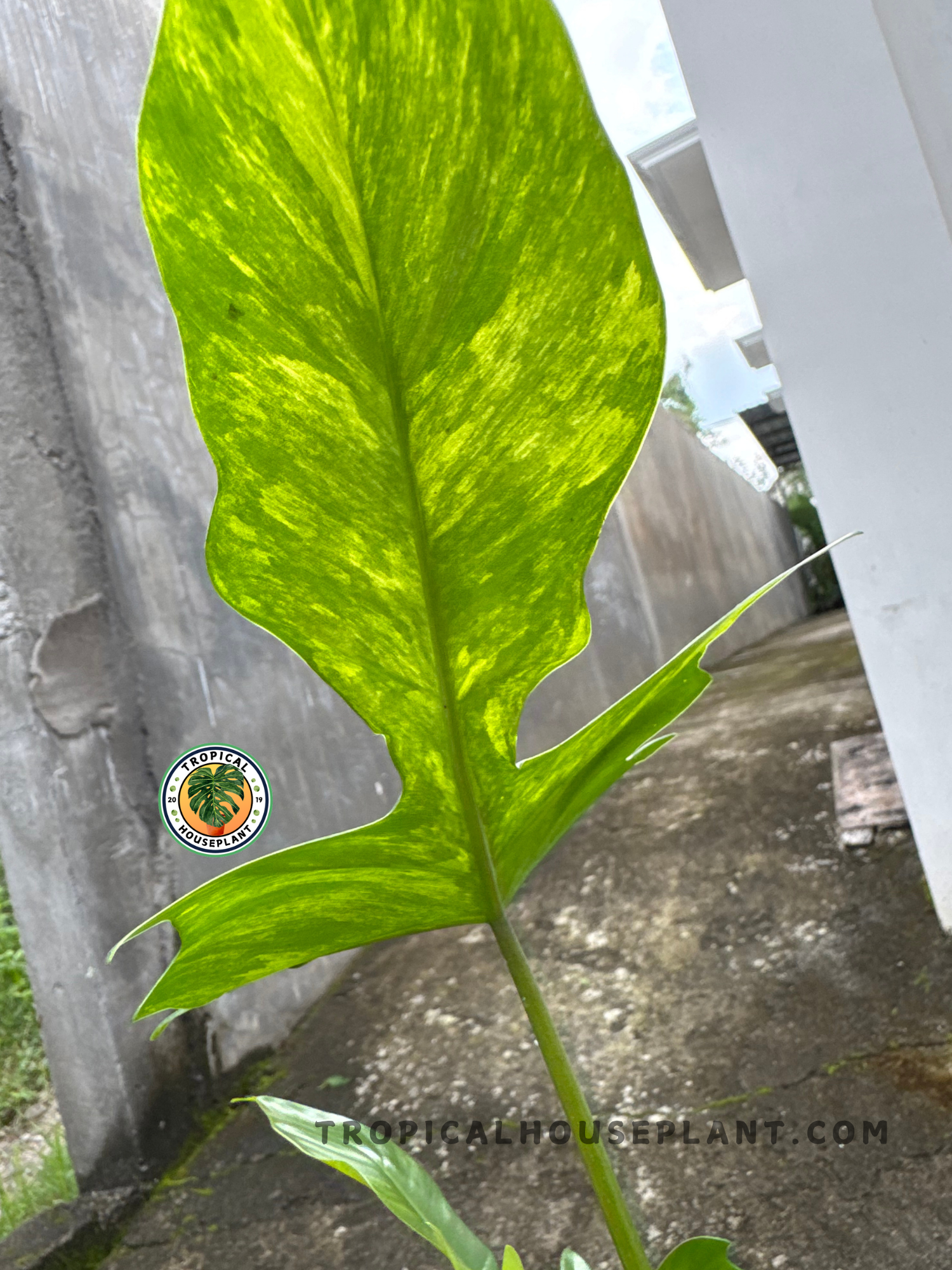 Side angle of a vibrant green lobed leaf with yellow variegation under natural sunlight, highlighting its shape and color.