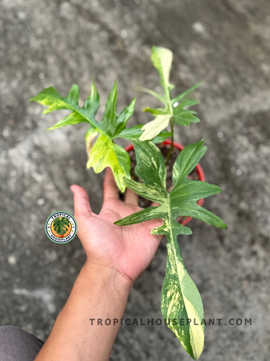 Close-up of Philodendron Hybrid Florida Beauty x Mayoi Narrow Form Variegated leaf showing vibrant marbled variegation in green, lime, and cream.