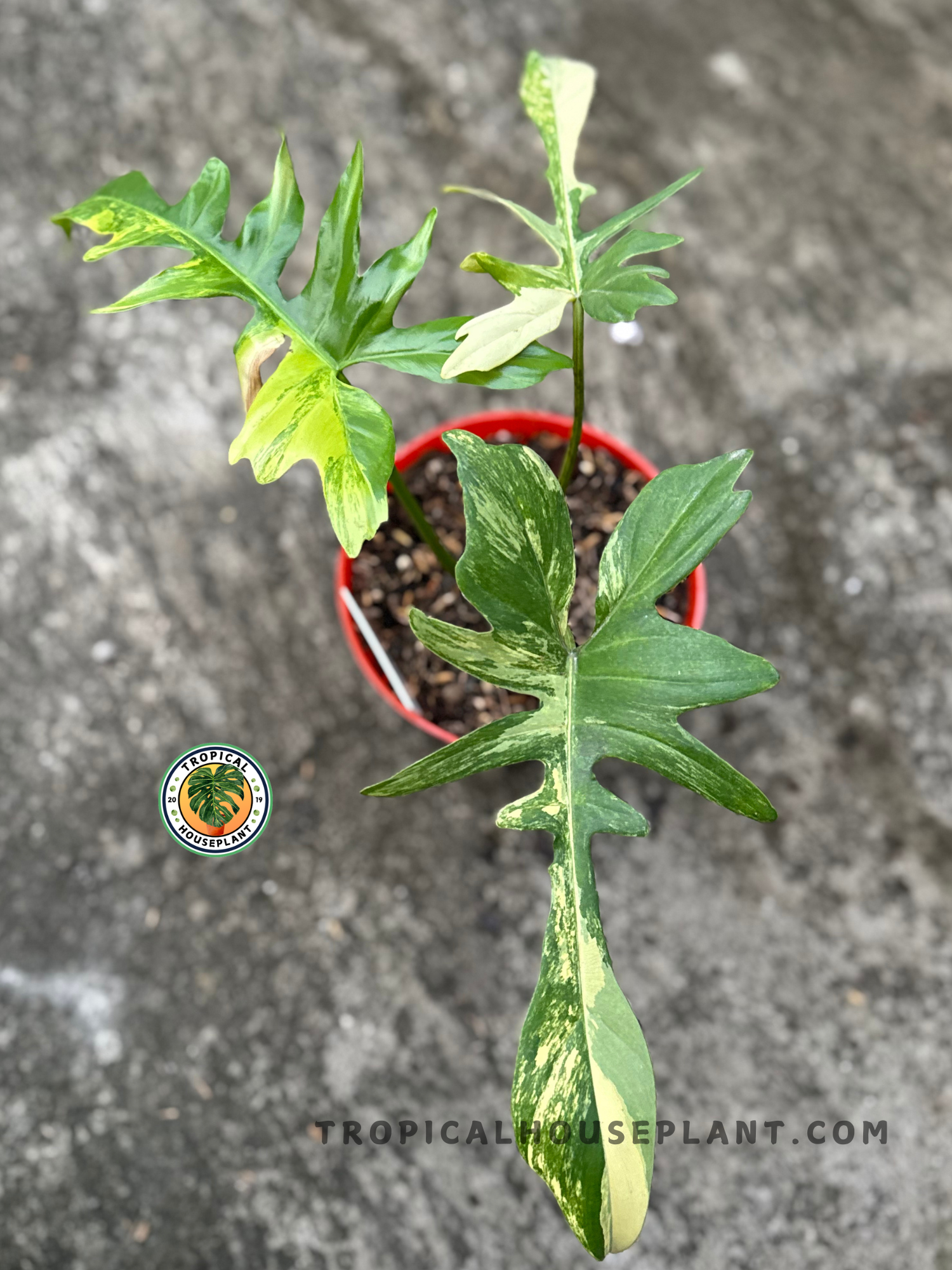 Top-down angle of the plant highlighting the symmetrical leaf structure and vivid color contrast in a natural outdoor setting.