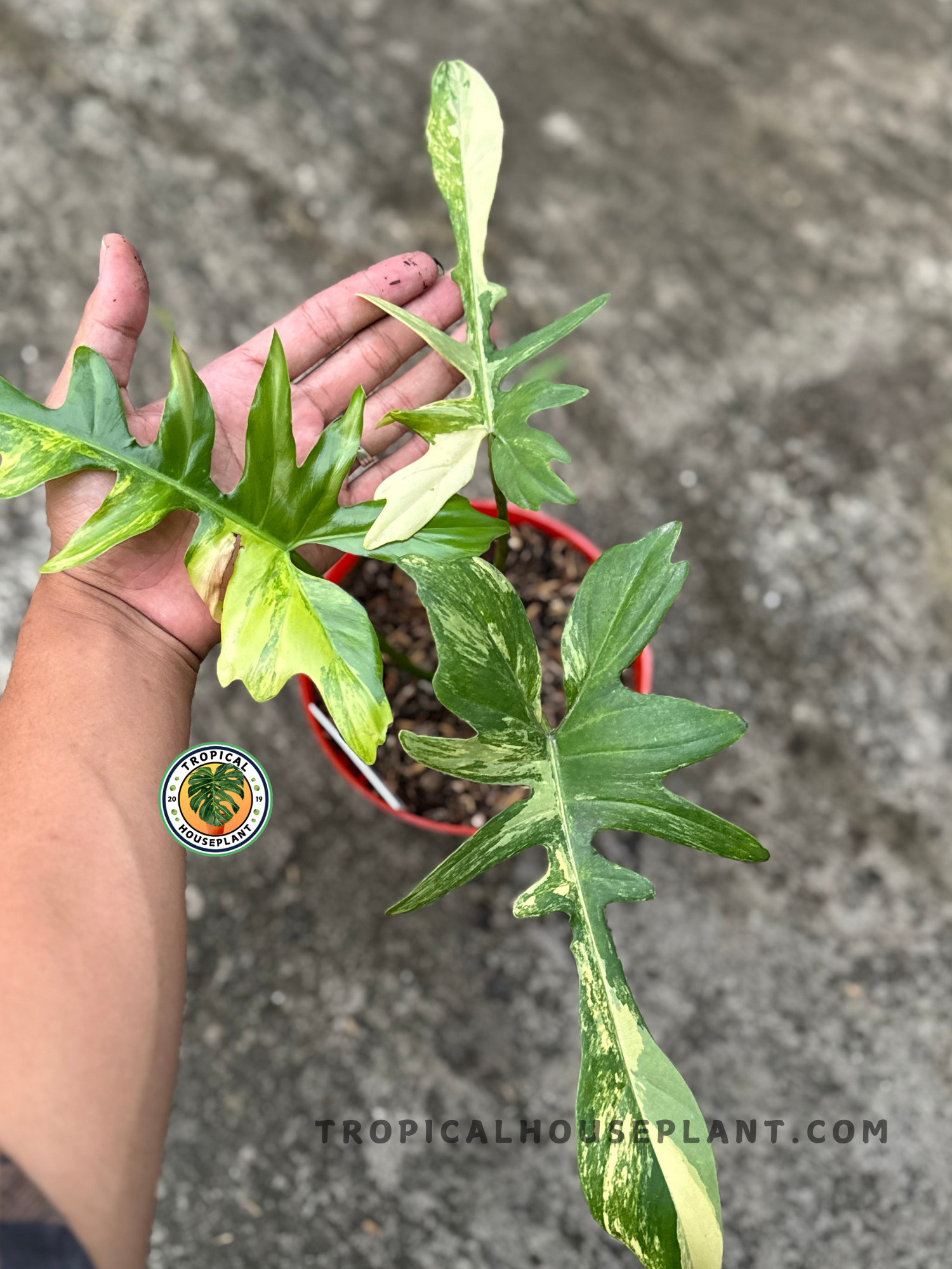 Full view of the potted plant showcasing elongated, lobed leaves with striking patterns in a red nursery pot.