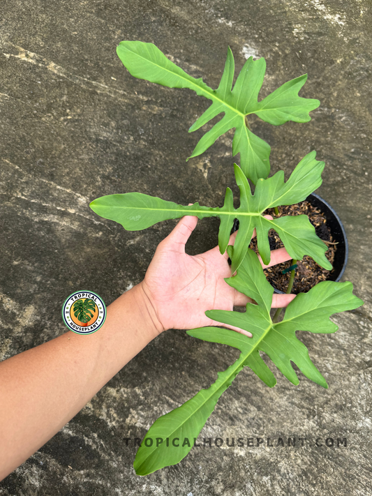 Top-down view of Philodendron Florida Beauty x Mayoi Narrow Form held in hand, showcasing its lobed green leaves with narrow tips.
