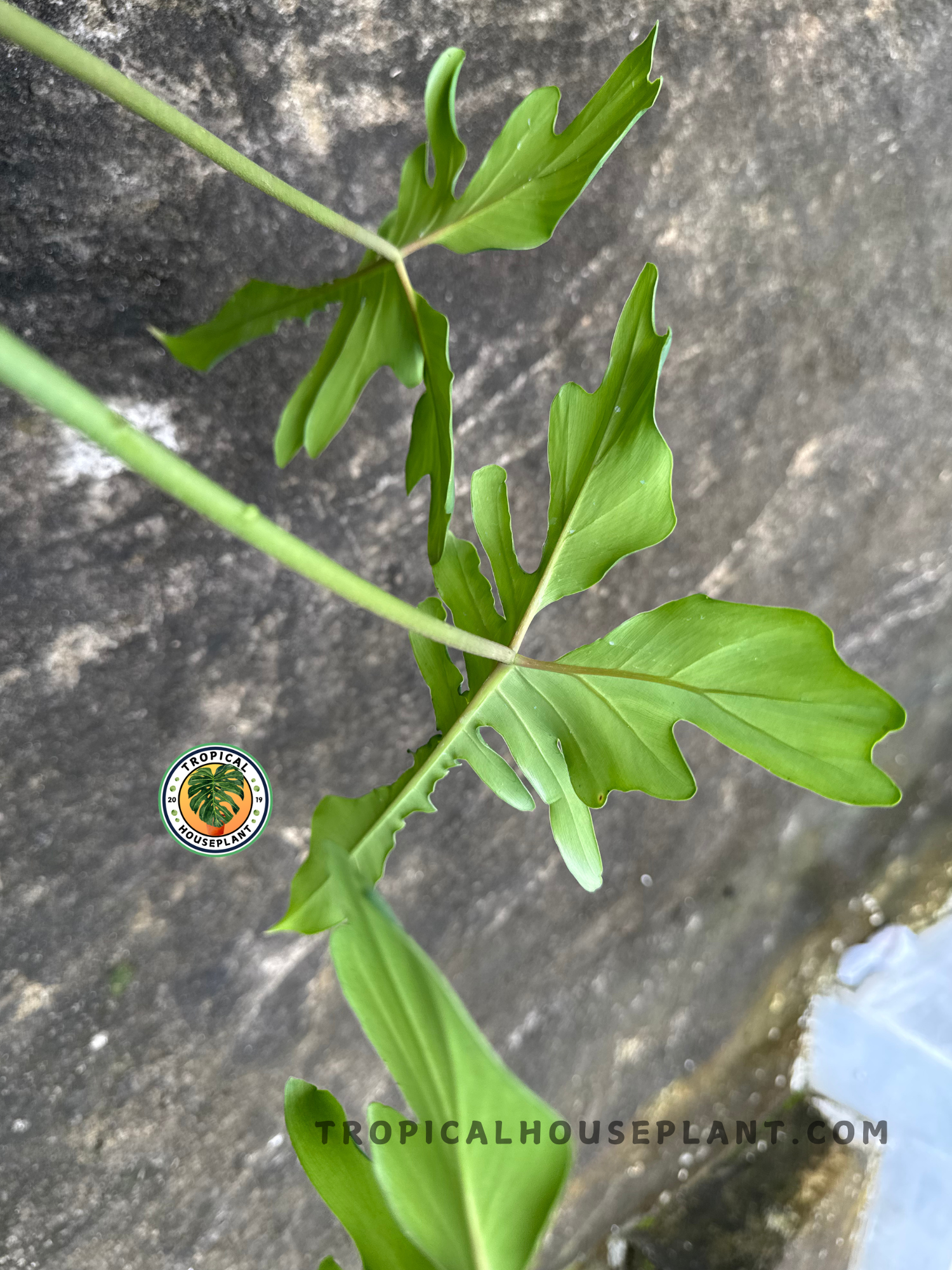 Side perspective of the plant's leaf structure showing elongated green lobes emerging from a slender stem.