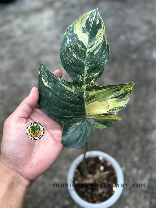 Close-up of a single Philodendron Hybrid Florida Beauty x Mayoi Thailand leaf showing intricate marbling of dark green, yellow, and cream.