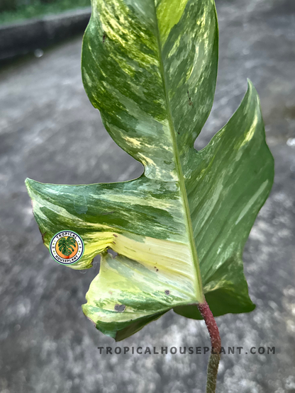 Philodendron Hybrid Florida Beauty x Mayoi Thailand leaf held in hand, highlighting its bold lobed shape and variegated patterns.