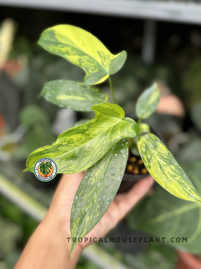 Philodendron Hybrid Florida Beauty x Ring of Fire held in hand, showcasing its vibrant variegated leaves.