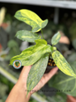 Philodendron Hybrid Florida Beauty x Ring of Fire held in hand, showcasing its vibrant variegated leaves.