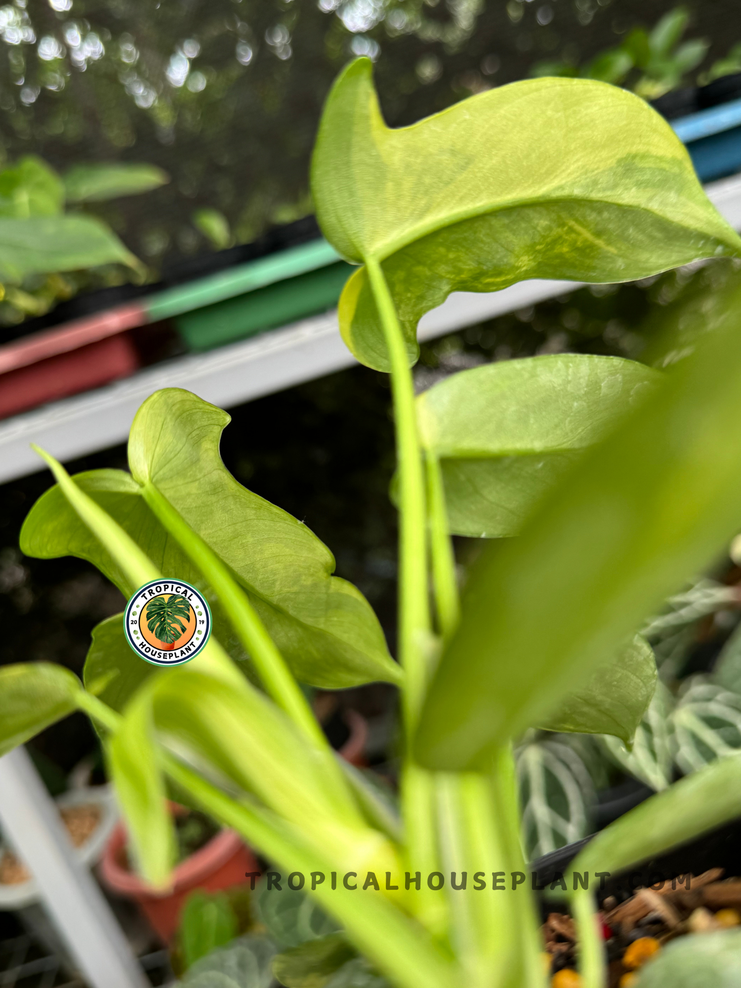 Back view of Philodendron Hybrid Florida Beauty x Ring of Fire highlighting its bold, marbled foliage.