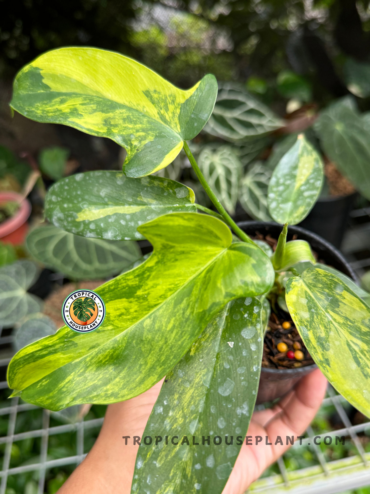 Detailed image of Philodendron Hybrid Florida Beauty x Ring of Fire with its strikingly colorful and uniquely shaped leaves.