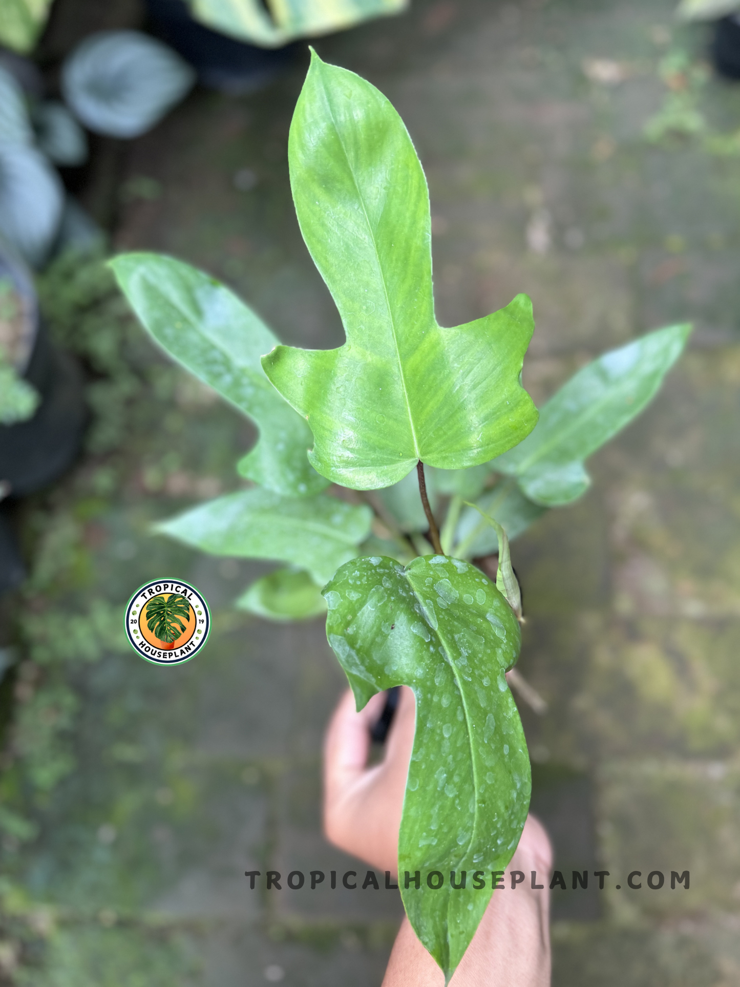 Philodendron Hybrid Florida Beauty x Ring of Fire Green held in hand, displaying its bold, sculptural leaves.