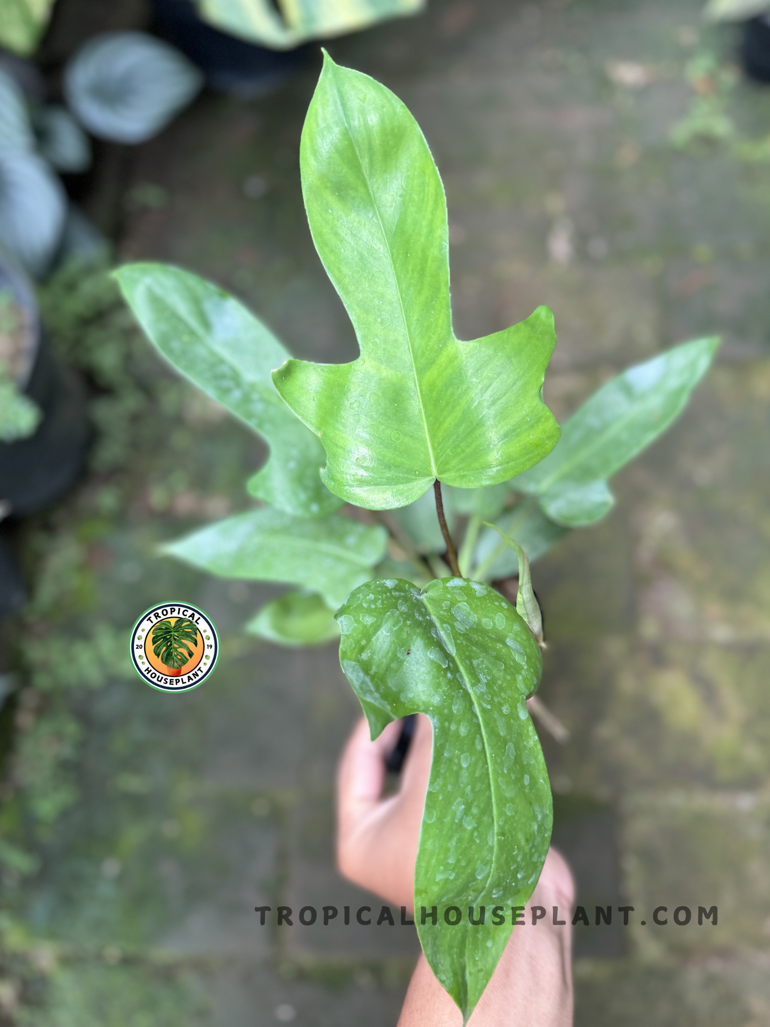 Philodendron Hybrid Florida Beauty x Ring of Fire Green held in hand, displaying its bold, sculptural leaves.