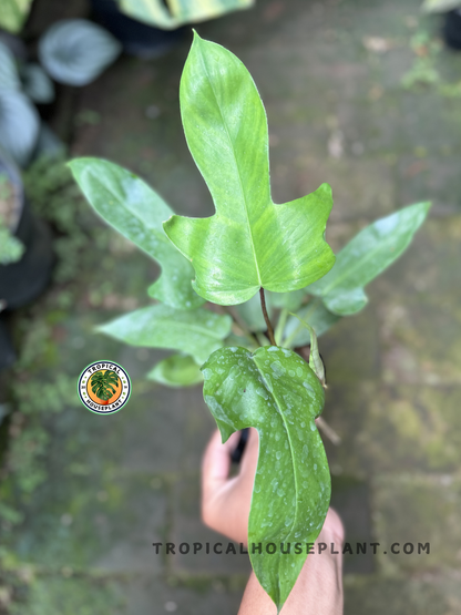 Philodendron Hybrid Florida Beauty x Ring of Fire Green held in hand, displaying its bold, sculptural leaves.