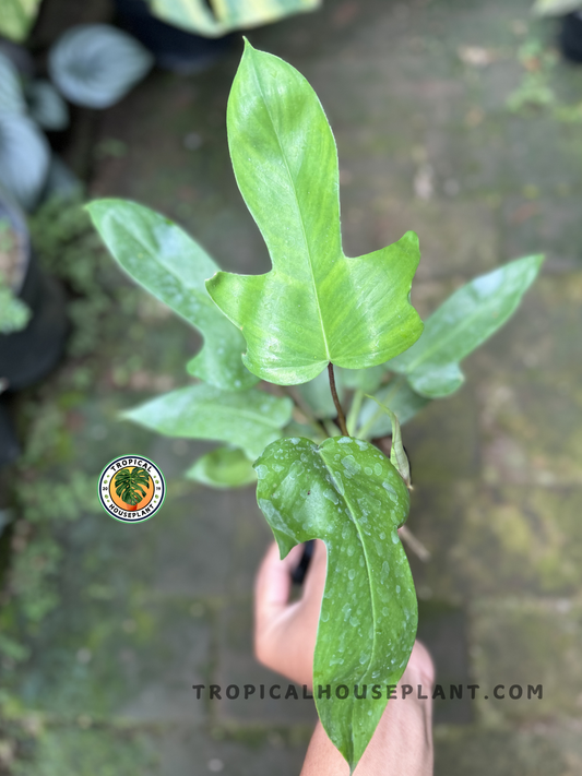 Philodendron Hybrid Florida Beauty x Ring of Fire Green held in hand, displaying its bold, sculptural leaves.
