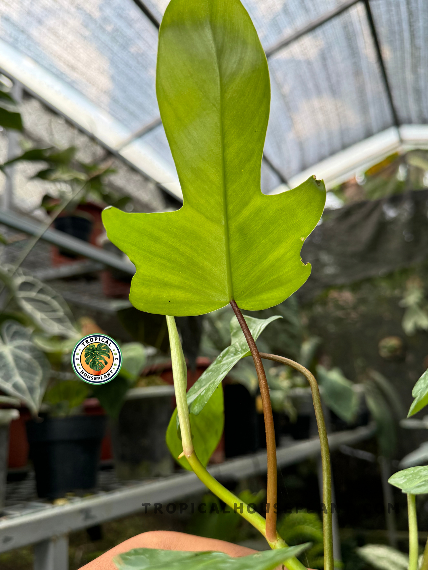 Back view of Philodendron Hybrid Florida Beauty x Ring of Fire Green highlighting the texture of its vibrant green foliage.