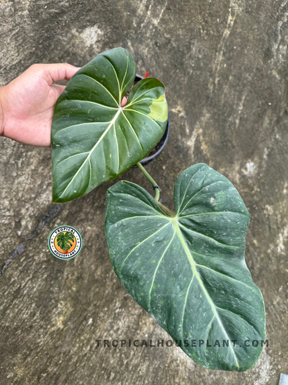Top view of two Philodendron Hybrid Glorimax Thai leaves displaying deep green tones, prominent veins, and unique variegation.
