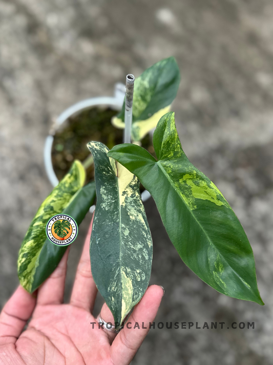 Close-up of Philodendron Hybrid Jennifer leaf showing deep green base with bold creamy yellow variegation, held in hand.