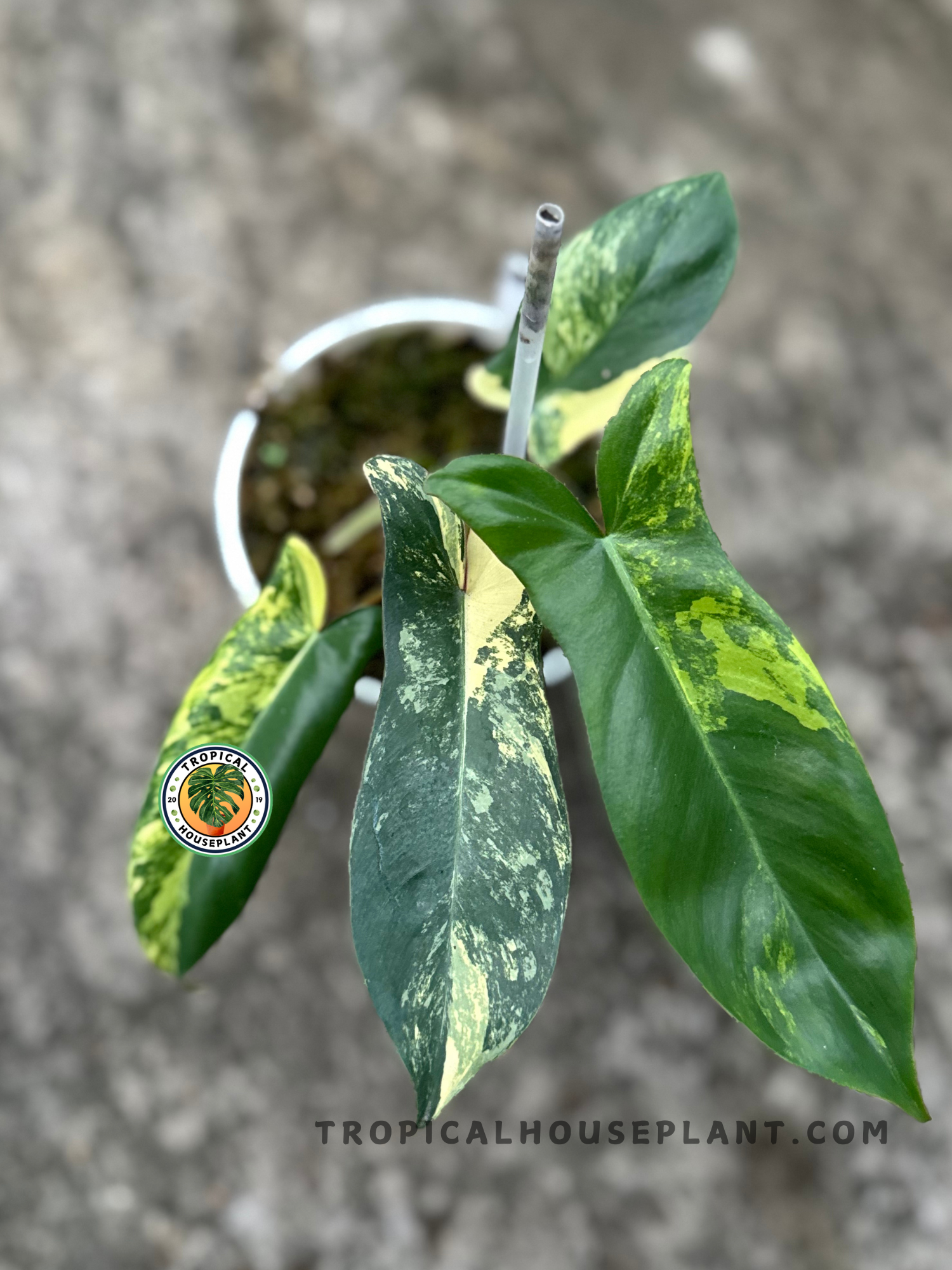 Top view of Philodendron Hybrid Jennifer displaying multiple variegated leaves in shades of green and yellow.