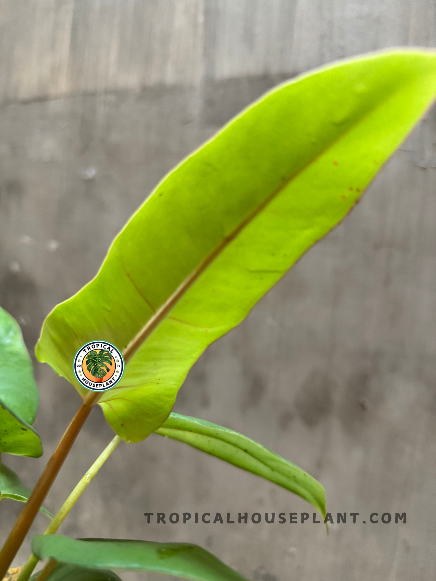 Side view of upright Philodendron Lime Fiddle x Paraiso Verde leaves, revealing subtle natural gloss and golden-lime hues in bright light.