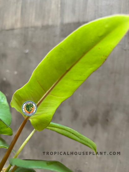 Side view of upright Philodendron Lime Fiddle x Paraiso Verde leaves, revealing subtle natural gloss and golden-lime hues in bright light.