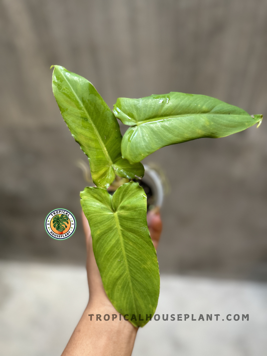 Philodendron Lime Fiddle x Paraiso Verde held upright, highlighting its symmetrical growth and sun-kissed green leaf color in natural light.