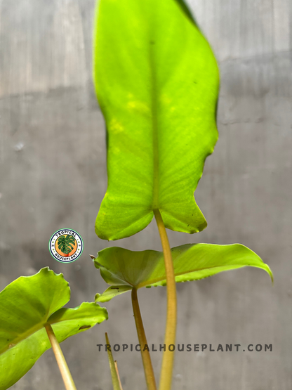 Close-up of a Philodendron Lime Fiddle x Paraiso Verde leaf, showcasing its vivid lime-green tone and elongated, heart-shaped structure.