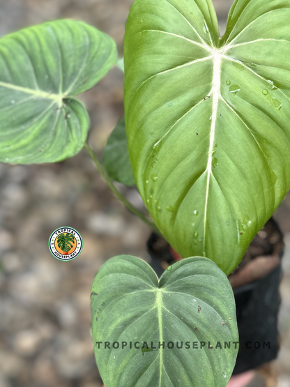 philodendron mcdowell price Philodendron McDowell (Gloriosum x Pastazanum) Hybrid – Tropical Houseplant