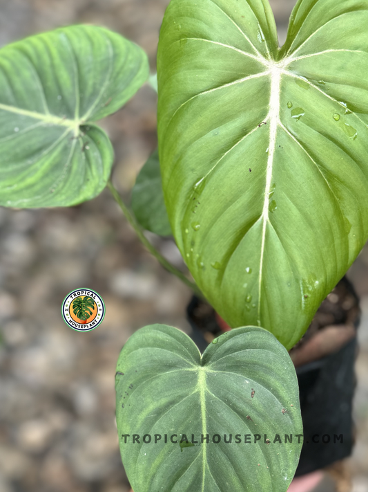 Philodendron Hybrid McDowell with heart-shaped green leaves and prominent veining.