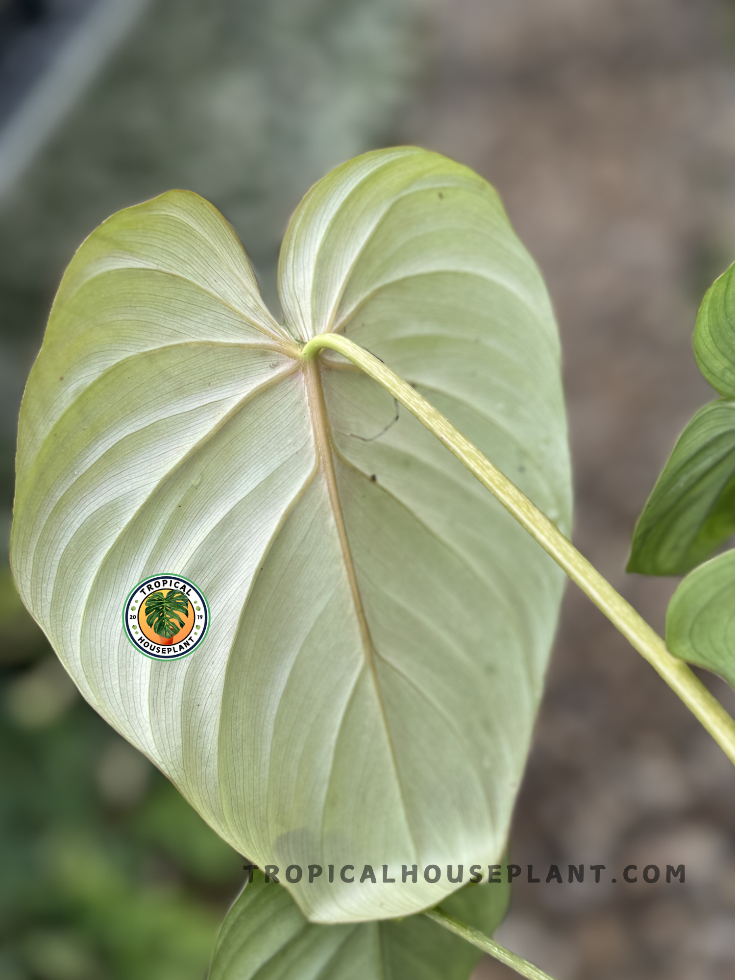 Philodendron Hybrid McDowell highlighting its lush, tropical appearance.