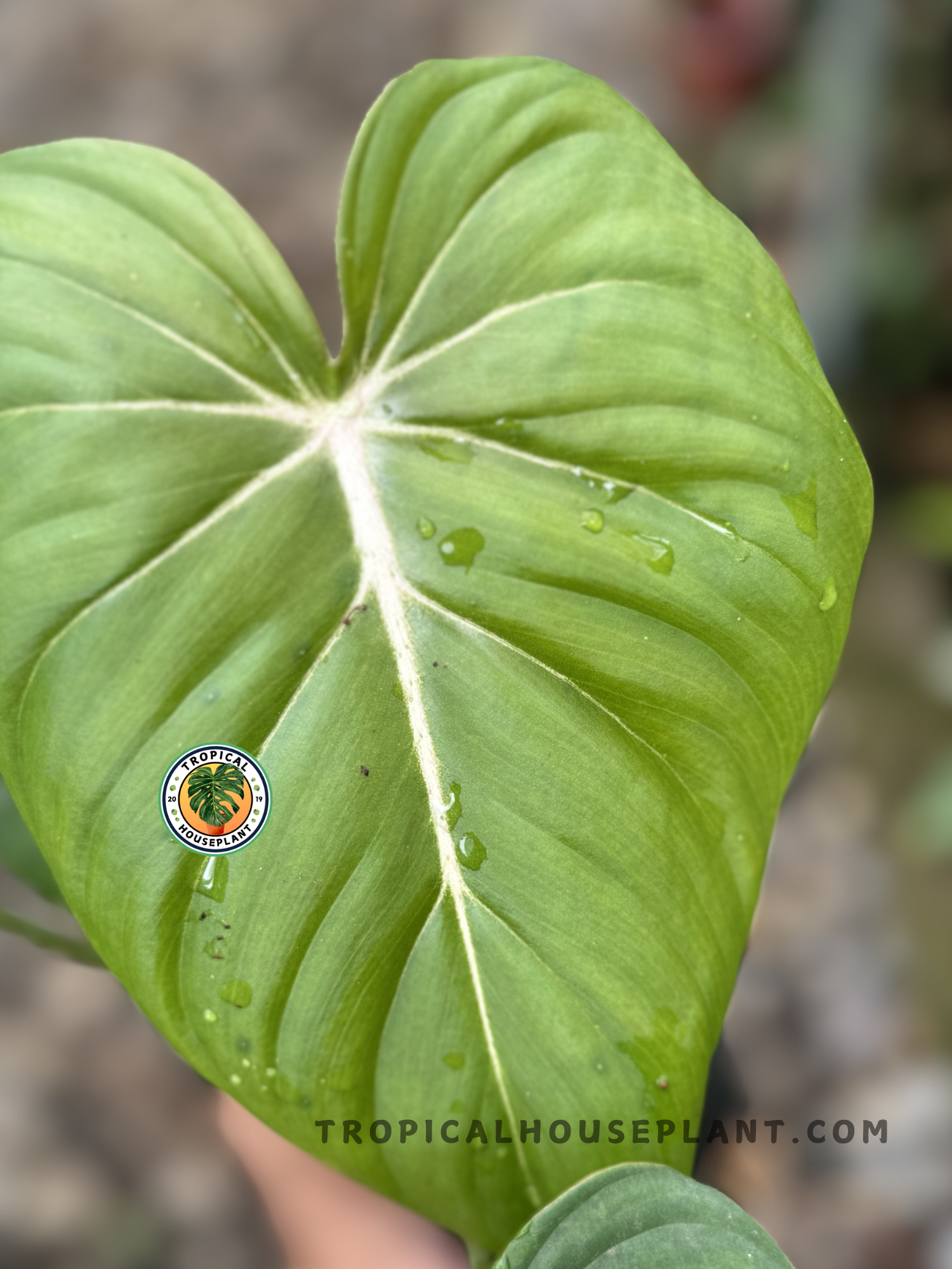philodendron gloriosum x maximum Philodendron McDowell (Gloriosum x Pastazanum) Hybrid – Tropical Houseplant