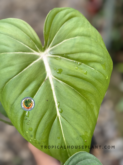 Close-up of Philodendron Hybrid McDowell showcasing its velvety leaf texture and intricate patterns.