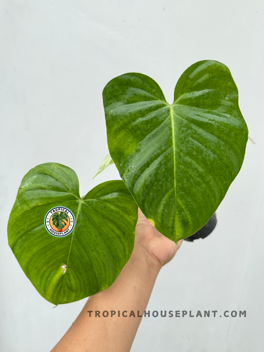 Close-up of Philodendron Hybrid McDowell X Mayoi showing two large heart-shaped green leaves with glossy surface held by hand against light background.