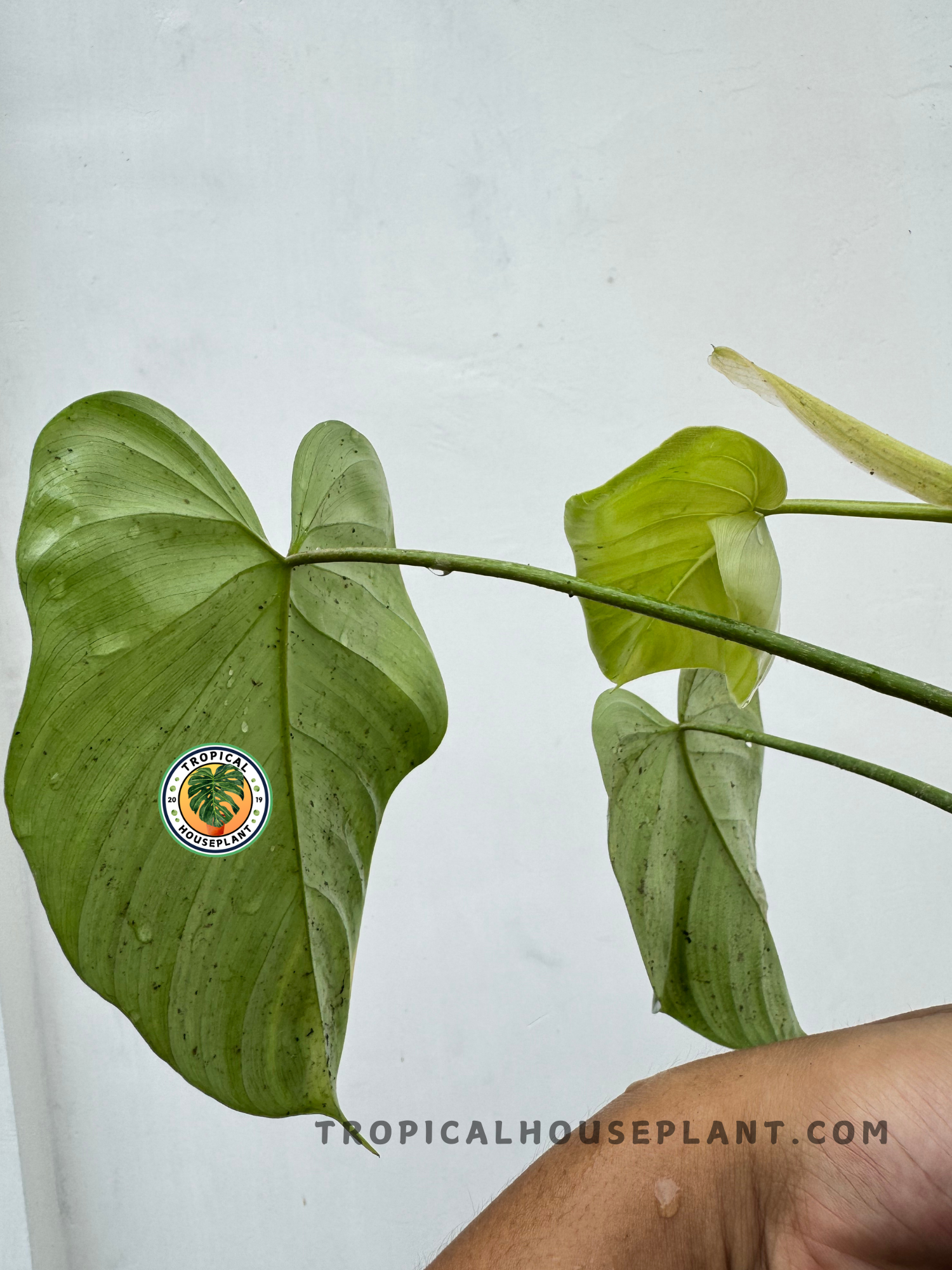 new philodendron hybrids Philodendron Hybrid McDowell X Mayoi